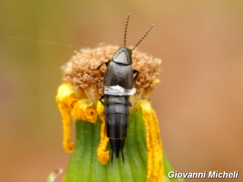 Staphylinidae da determinare